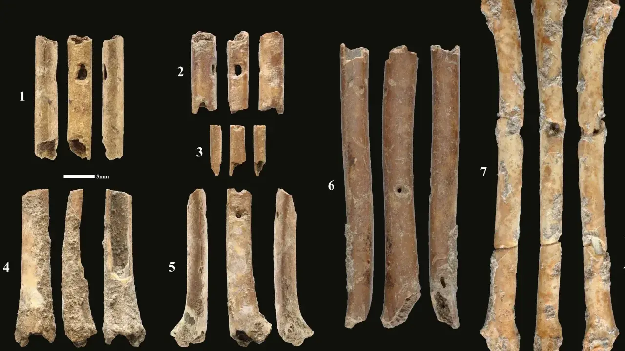 Fragmenty kości, które mogą być instrumentami prehistorycznymi, z widocznymi otworami i śladami obróbki.