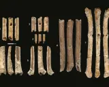 Fragmenty kości, które mogą być instrumentami prehistorycznymi, z widocznymi otworami i śladami obróbki.
