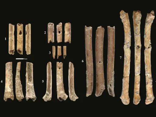 Fragmenty kości, które mogą być instrumentami prehistorycznymi, z widocznymi otworami i śladami obróbki.